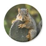 Baby Fox Squirrel Magnets