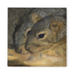 Baby Fox Squirrels Magnet