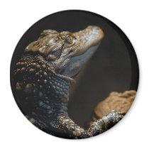 Baby Gator Deep In Thought magnets