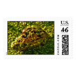 Baby Gator in the Duckweed Stamp