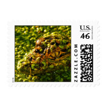 Baby Gator in the Duckweed postage by PhotoWolf Baby Gator in the Duckweed postage