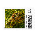 Baby Gator in the Duckweed Postage Stamp