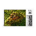 Baby Gator in the Duckweed Postage Stamps