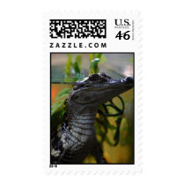 Baby Gator Postage stamps