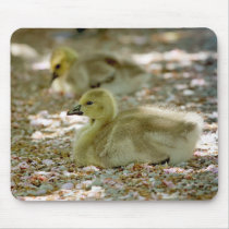 Baby Geese on a Bed of Roses Mousepads