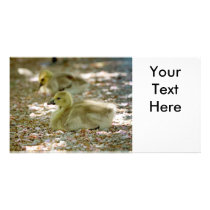 Baby Geese on a Bed of Roses Photo Card Template