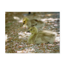Baby Geese on a Bed of Roses Post Cards