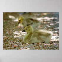 Baby Geese on a Bed of Roses Print