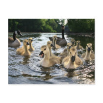 Baby Geese Postcard