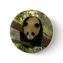 baby-giant-panda10x10 buttons
