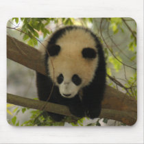 baby-giant-panda10x10 mouse pad