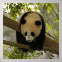 baby-giant-panda10x10 poster