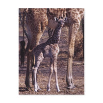 Baby giraffe and mother, Tanzania Post Card