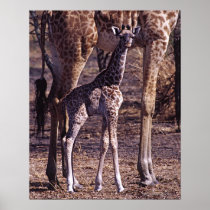 Baby giraffe and mother, Tanzania Print