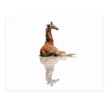 BABY GIRAFFE POST CARDS
