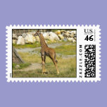 Baby Giraffe postage
