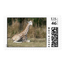 Baby Giraffe Stamps