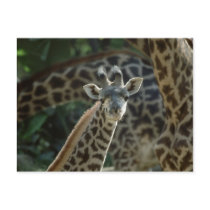 Baby Giraffe postcards by MuseMagic Baby Giraffe postcards