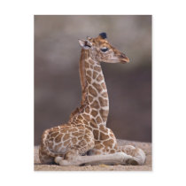 Baby Giraffe Postcard