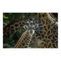 Baby Giraffe posters by MuseMagic Baby Giraffe posters