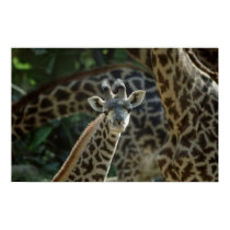 Baby Giraffe posters by MuseMagic Baby Giraffe posters