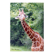 Baby Giraffe posters by naturegirl7 Baby Giraffe posters