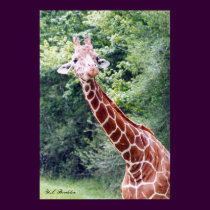 Baby Giraffe posters by naturegirl7 Baby Giraffe posters