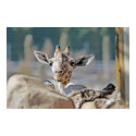 Baby Giraffe posters by leesoski Baby Giraffe posters