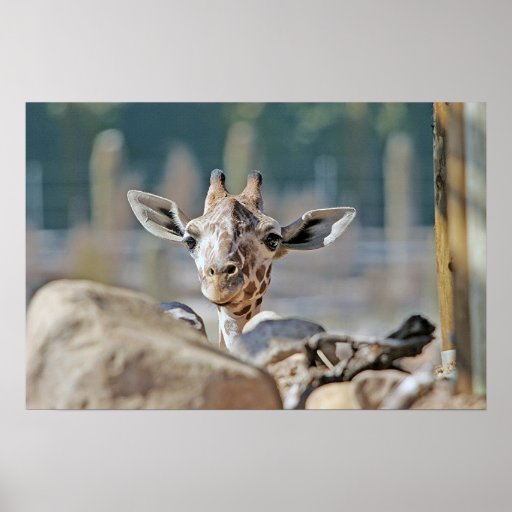 Baby Giraffe Print