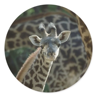 Baby Giraffe Round Sticker by MuseMagic