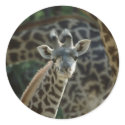 Baby Giraffe stickers by MuseMagic Baby Giraffe stickers