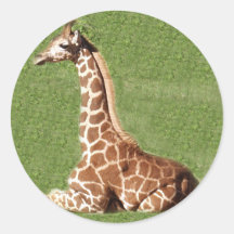 Baby Giraffe Sticker