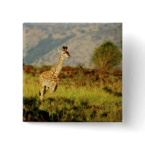 Baby giraffe wildlife badges & buttons by Rowood Baby giraffe wildlife badges & buttons