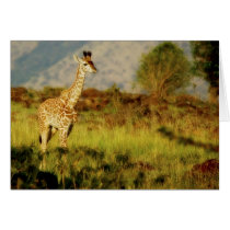 Baby giraffe wildlife cards by Rowood Baby giraffe wildlife cards