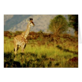 Baby giraffe wildlife cards card