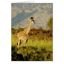 Baby giraffe wildlife cards by Rowood Baby giraffe wildlife cards