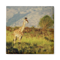Baby giraffe wildlife magnets by Rowood Baby giraffe wildlife magnets