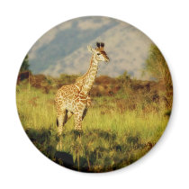 Baby giraffe wildlife magnets by Rowood Baby giraffe wildlife magnets