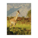 Baby Giraffe wildlife postcards by Rowood Baby Giraffe wildlife postcards