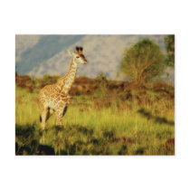 Baby giraffe wildlife postcards by Rowood Baby giraffe wildlife postcards