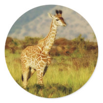 Baby giraffe wildlife stickers by Rowood Baby giraffe wildlife stickers