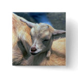Baby Goat Pinback Button