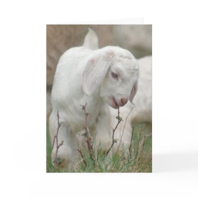 Baby Goat Cards by oinkpix