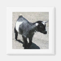 Baby Goat Magnets