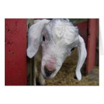 Baby Goat Peaks Out From Red Barn Cards