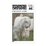Baby Goat Stamp