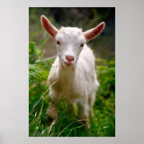 Baby goat Poster print