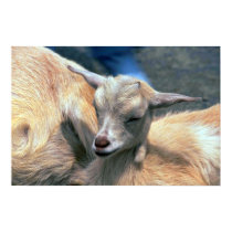 Baby Goat posters
