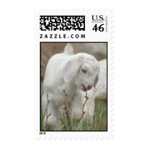 Baby Goat Stamp
