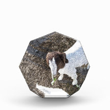 Baby Goat with Cabbage Leaves Acrylic Award